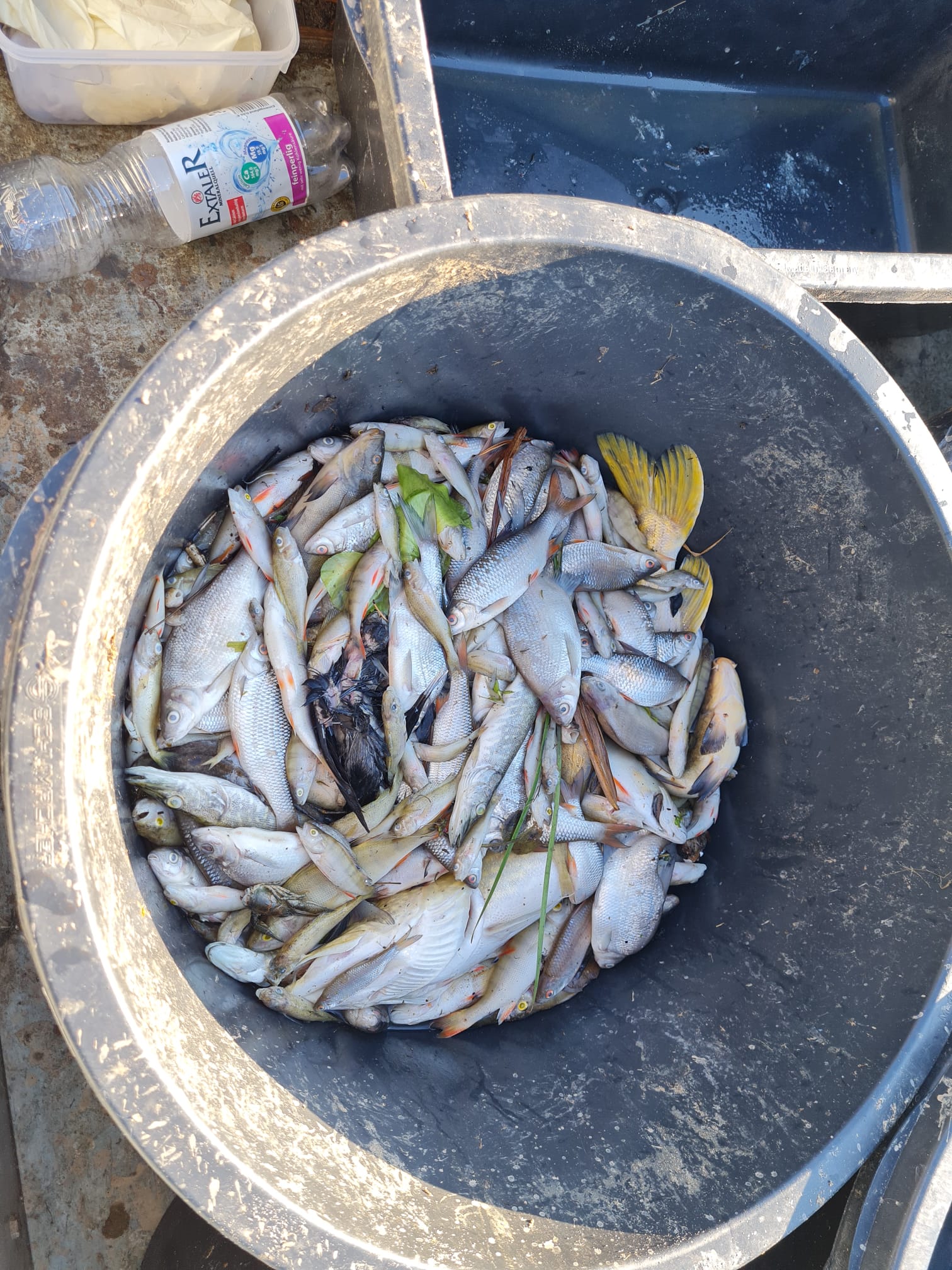 Sauerstoffmangel 2023